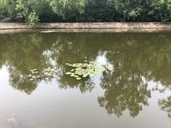 Nymphaea × marliacea