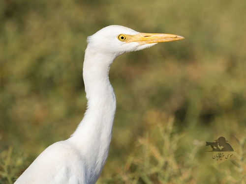 Western Cattle-Egret