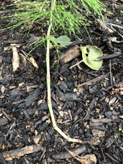 Equisetum sylvaticum