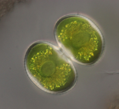 Cosmarium contractum