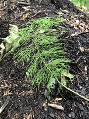 Equisetum sylvaticum