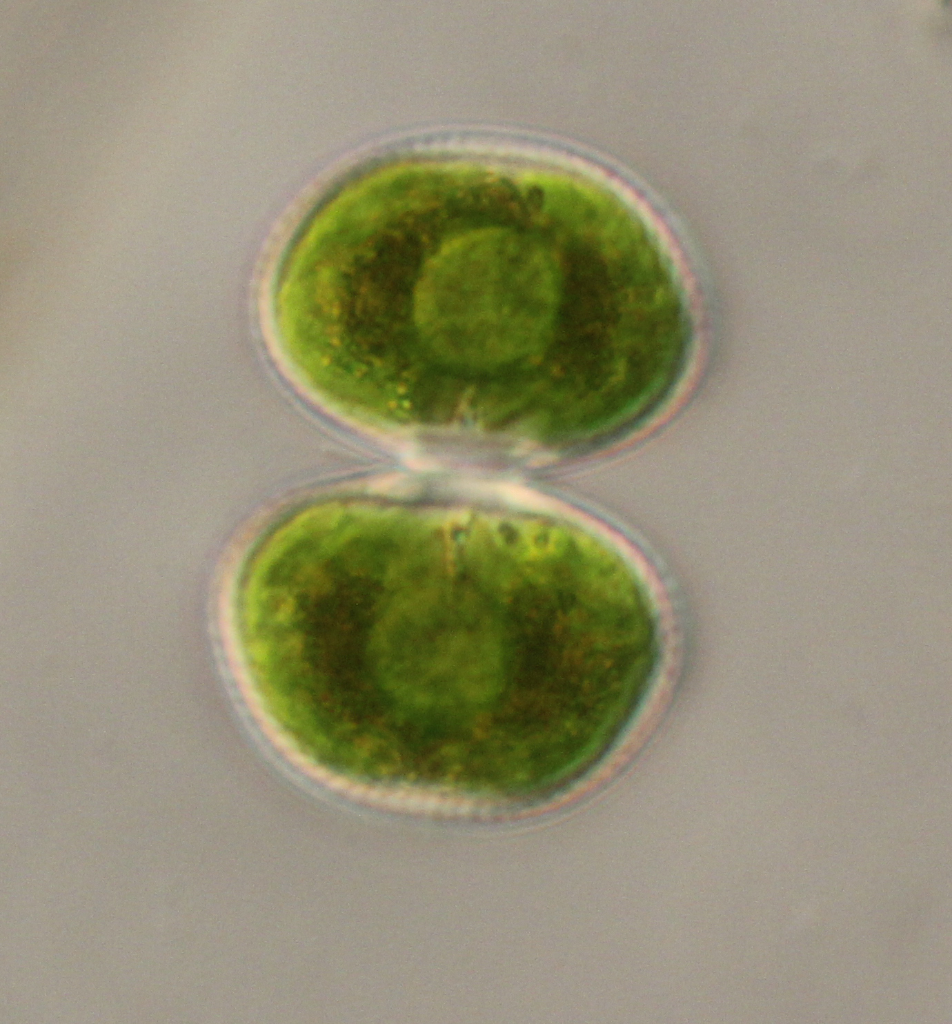 Cosmarium contractum