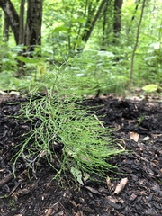 Equisetum sylvaticum