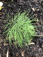Equisetum sylvaticum