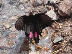 Papilionidae