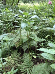 Impatiens glandulifera