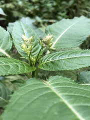 Impatiens glandulifera