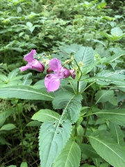 Impatiens glandulifera