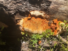 Pycnoporellus alboluteus