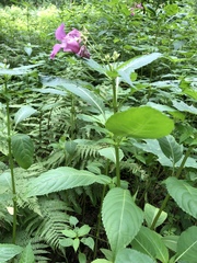 Impatiens glandulifera