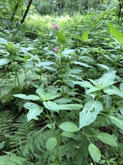 Impatiens glandulifera