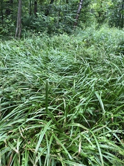 Scirpus sylvaticus