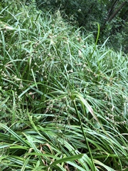 Scirpus sylvaticus