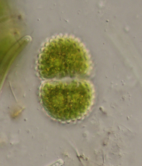 Cosmarium scrobiculosum