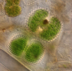 Cosmarium scrobiculosum