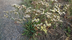 Limonium sinense