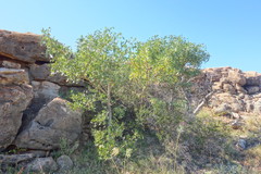 Erythrina vespertilio