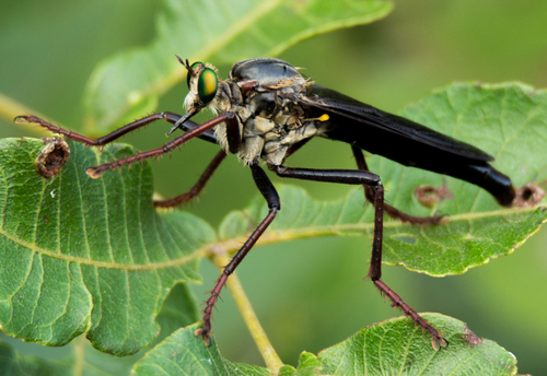 Giant Prairie Robber Fly