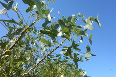 Erythrina vespertilio