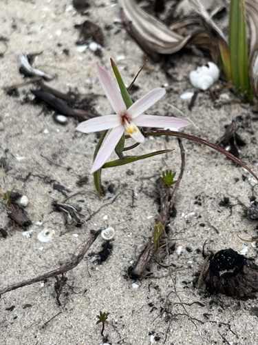 Geissorhiza tenella