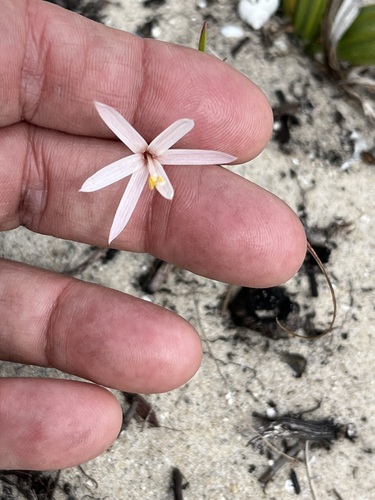 Geissorhiza tenella