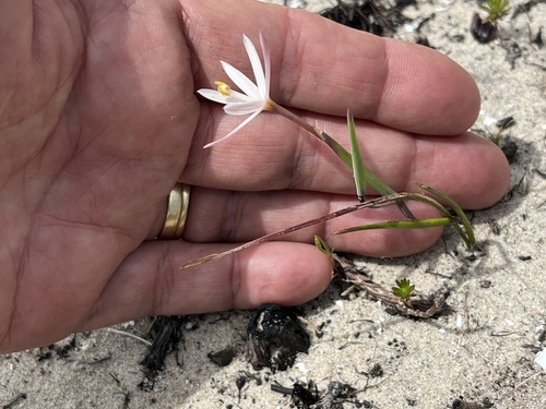 Geissorhiza tenella