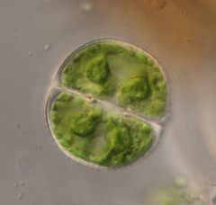 Cosmarium smolandicum