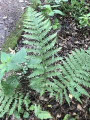 Athyrium filix-femina