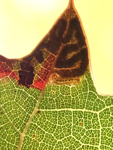 Altella