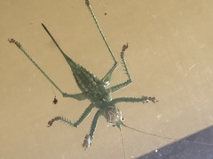 Neobarrettia spinosa