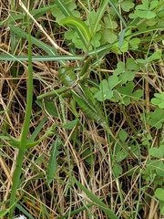 Neobarrettia spinosa