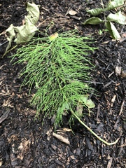 Equisetum sylvaticum