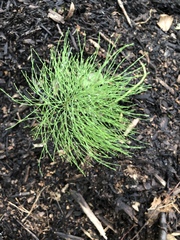 Equisetum sylvaticum