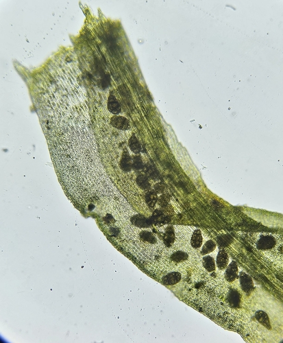 Image of Dichodontium pellucidum by (c) Helen Waterman, some rights reserved (CC BY)