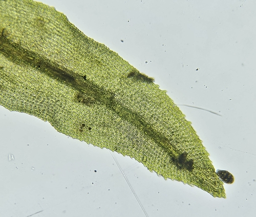 Image of Dichodontium pellucidum by (c) Helen Waterman, some rights reserved (CC BY)