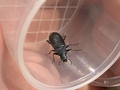 Centronopus calcaratus