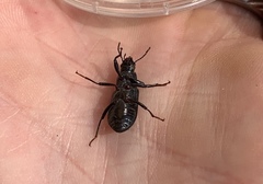 Centronopus calcaratus