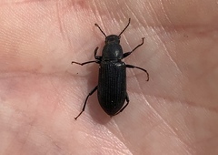 Centronopus calcaratus