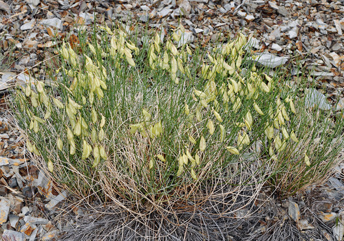 Astragalus cusickii var. cusickii