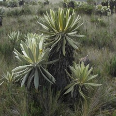 Espeletia hartwegiana