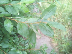 Salix caprea