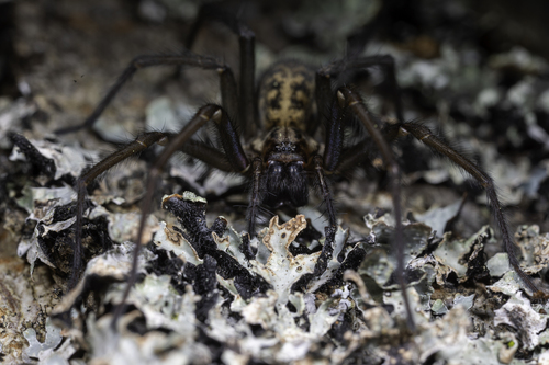 Giant house spider