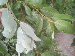 Salix caprea