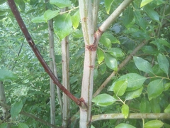 Salix caprea
