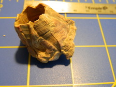 Megabalanus tintinnabulum