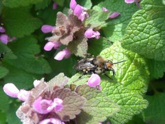 Melecta albifrons