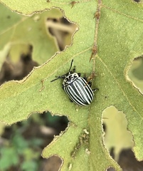 Leptinotarsa undecimlineata