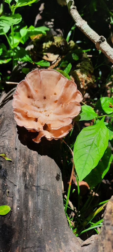 Cymatoderma caperatum · October 2024 · photo: © noeliamedina89 (iNaturalist, cc0)