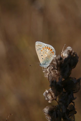 Common blue