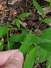 Haemaphysalis longicornis